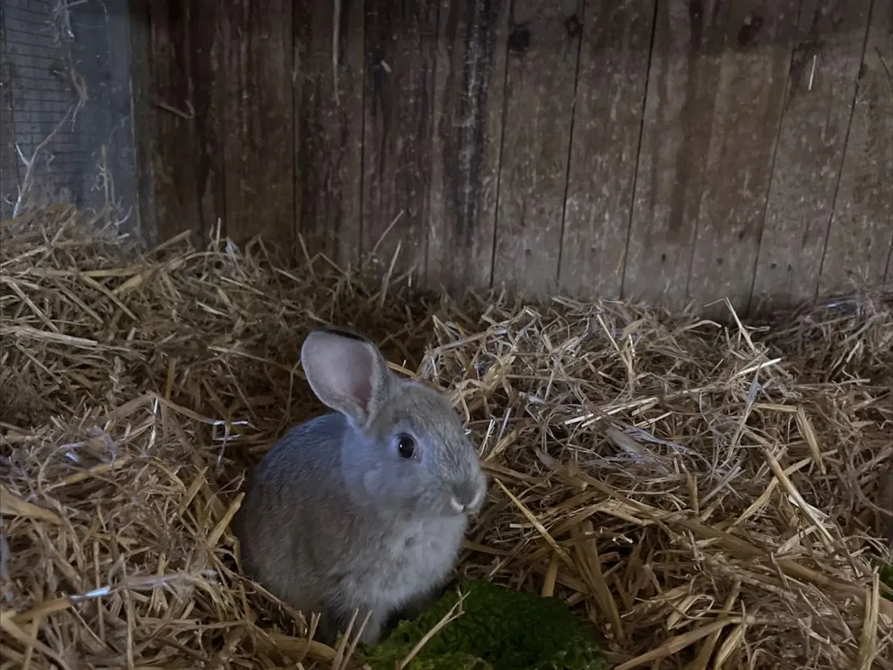 Billede 4 - Dværg kanin unger