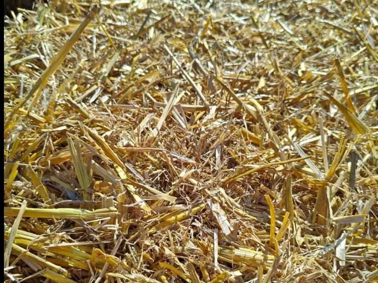 Billede 1 - Hvede halm i Morten Korch baller 