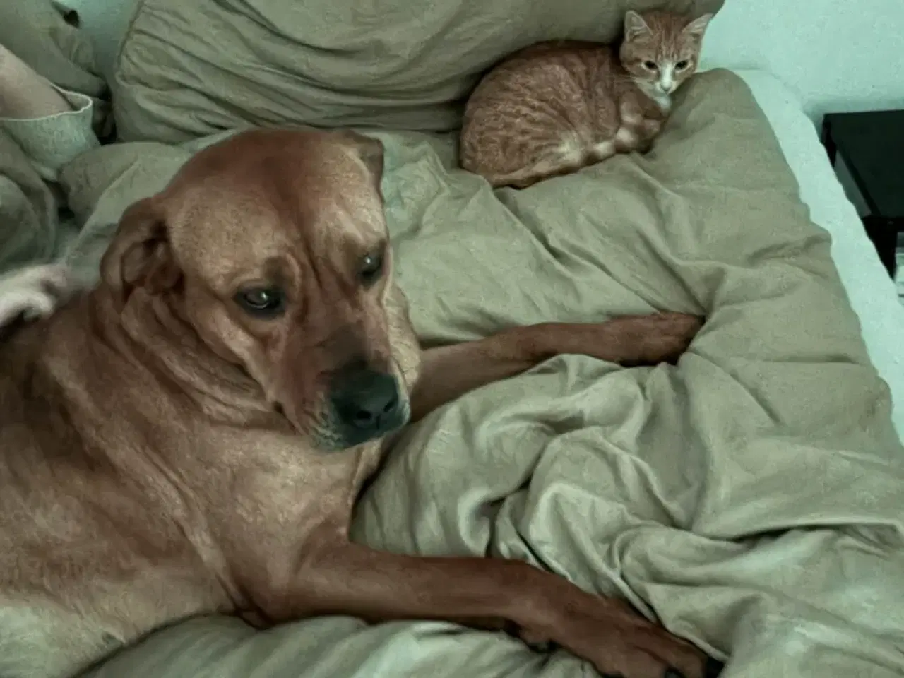 Billede 7 - Blandings hund sælges 