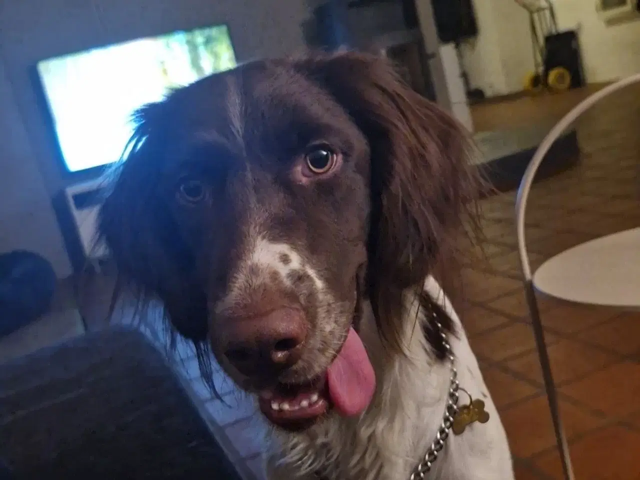 Billede 6 - Springer Spaniel/Kleiner hvalpe