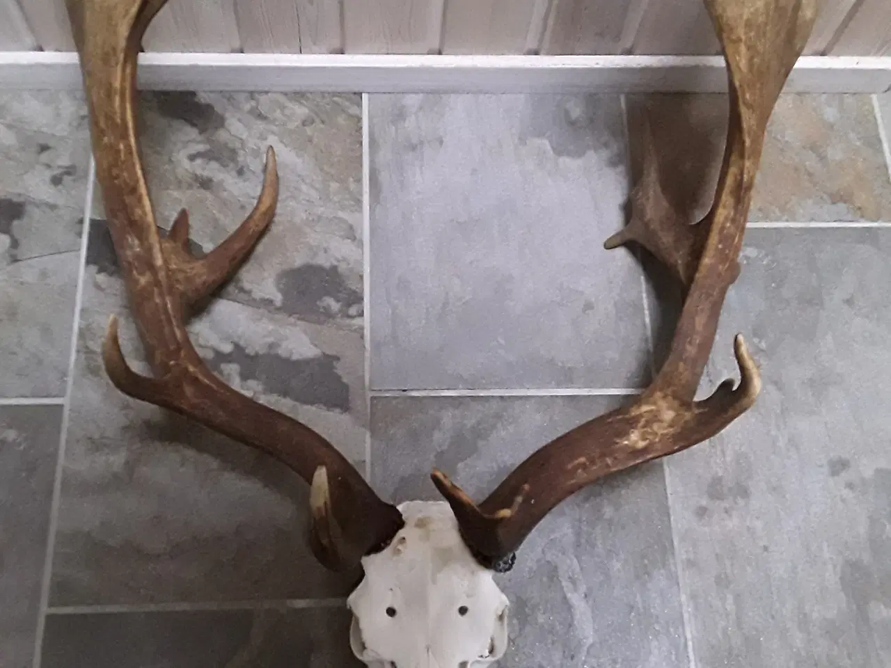 Billede 1 - Gevir fra fuldskuffel medalje dåhjort.