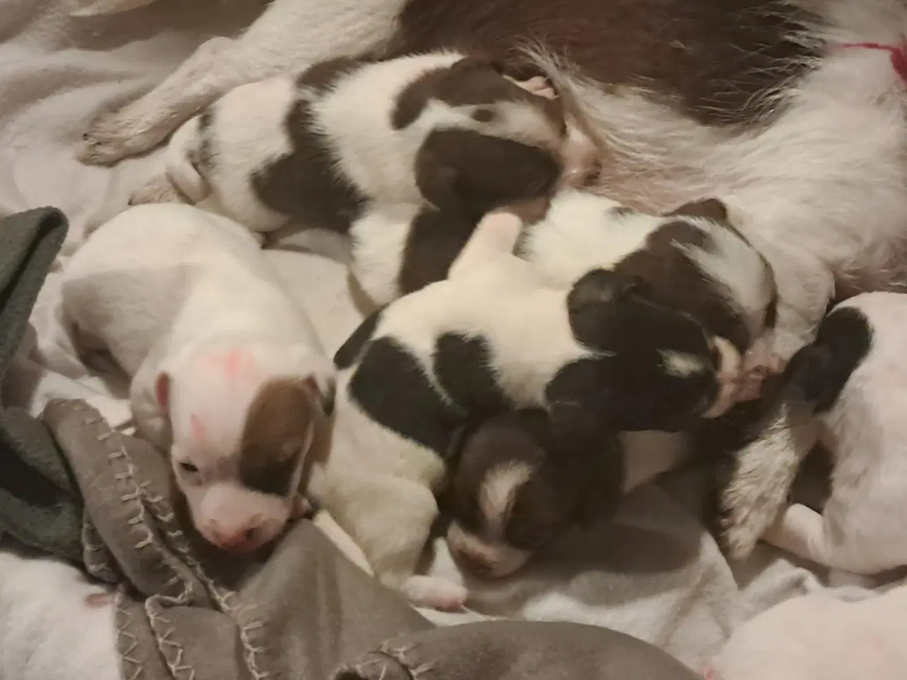 Billede 4 - 7 Skønne JRT hvalpe med masser af personlighed