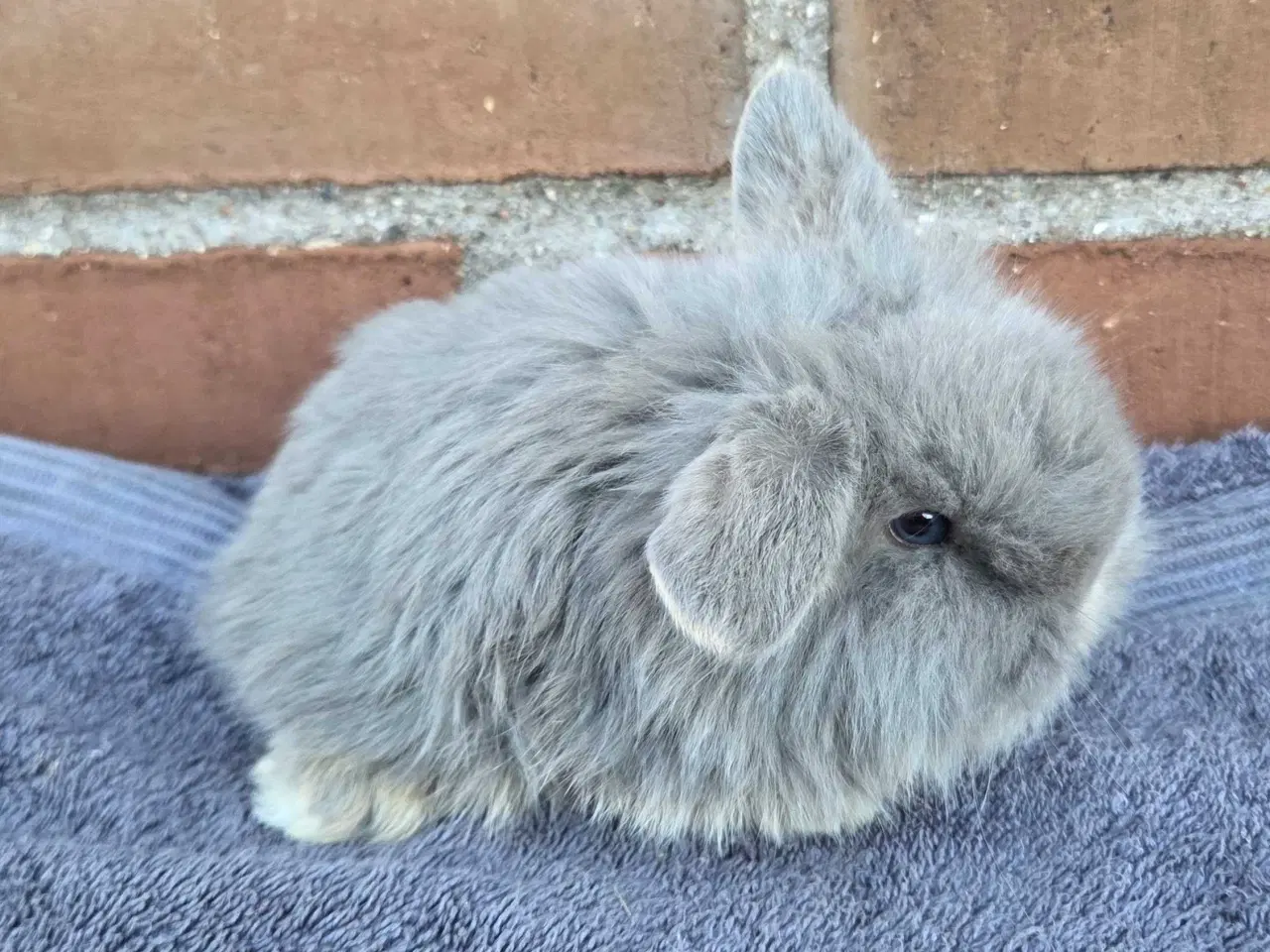 Billede 5 - Lionlop / minilop unger