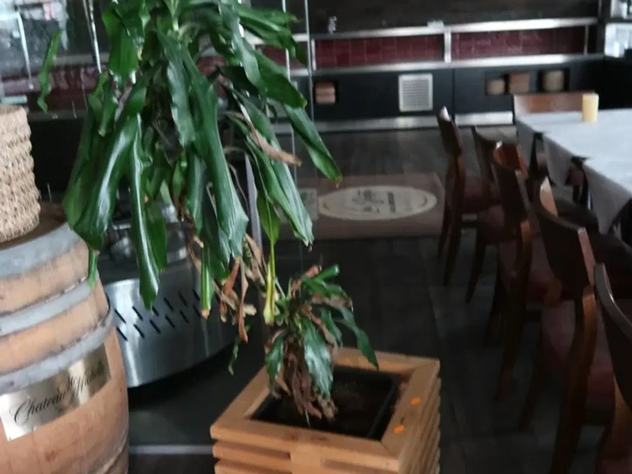 Billede 1 - Plante i krukke