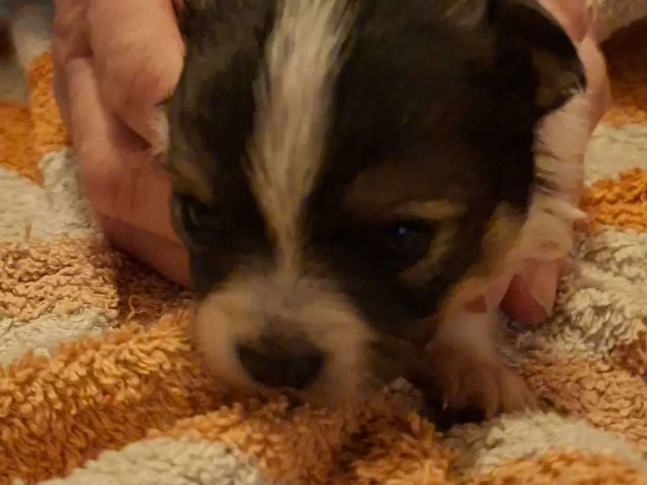 Billede 5 - Pomchi hvalpe