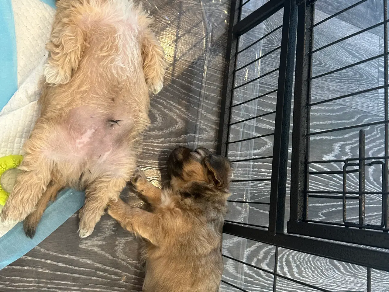 Billede 3 - Shih tzu blandinger 