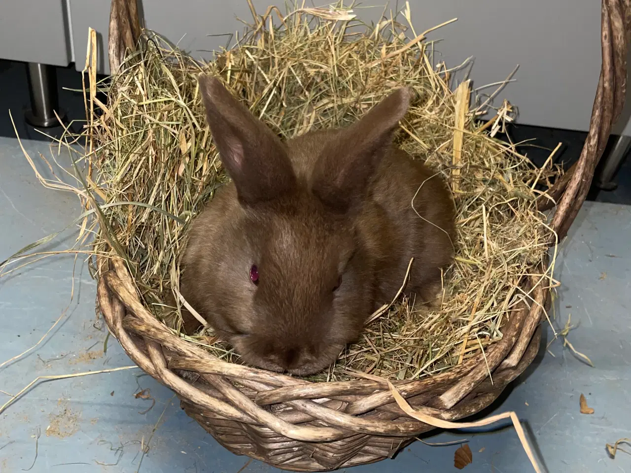 Billede 14 - Kaniner 