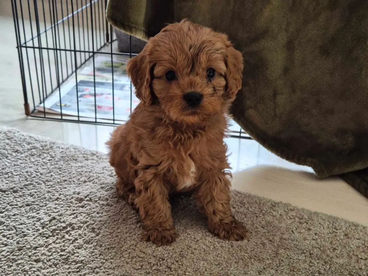 Billede 3 - Cavalier puddel 