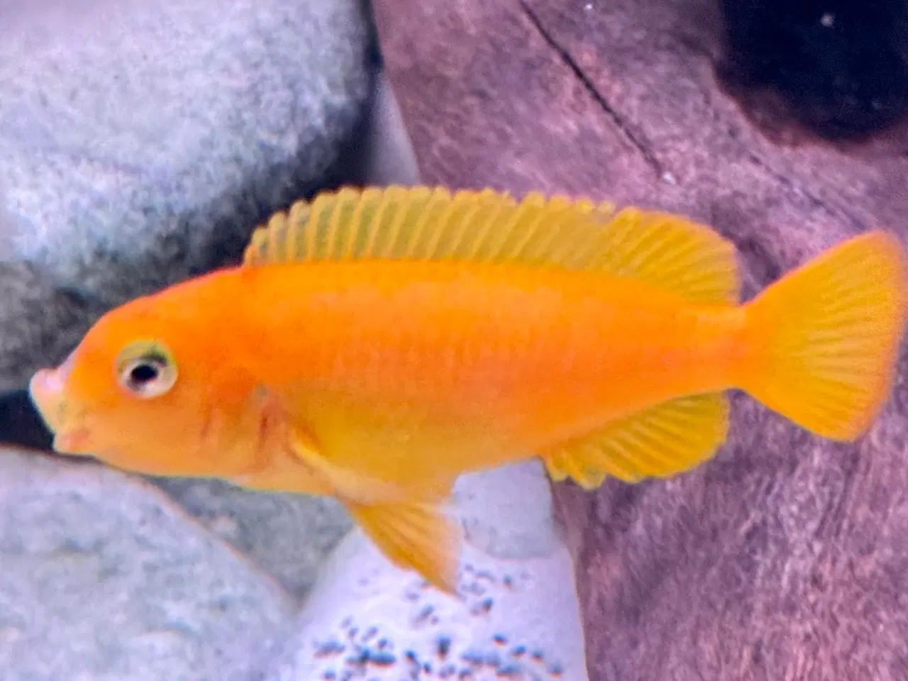 Billede 3 - Har en lille flok f2 super flotte salousi malawi 