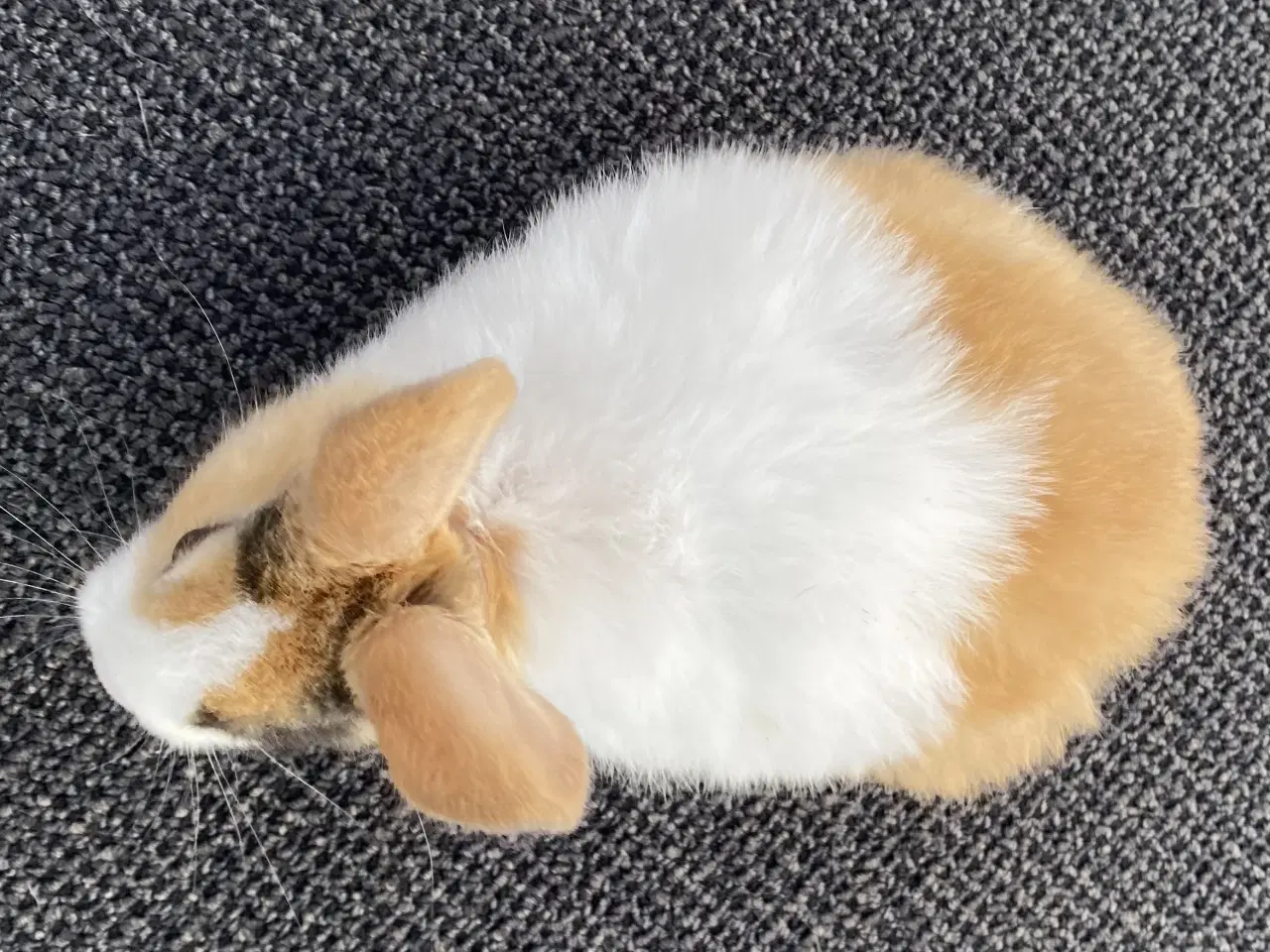 Billede 1 - HOLLÆNDER HAN JAPANER SORT/GUL