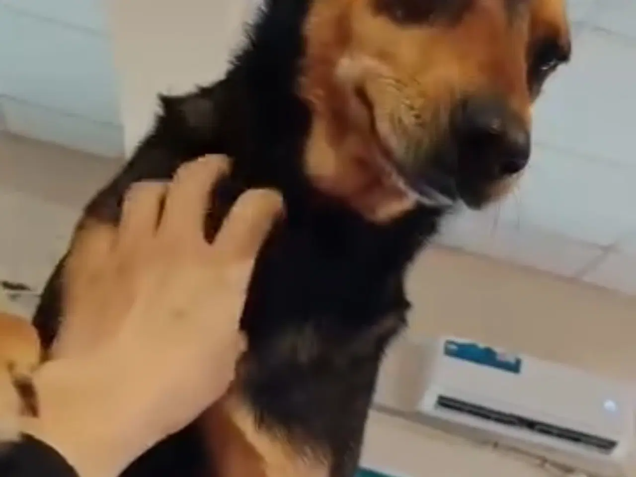 Billede 11 - Uadskilleligt makkerpar søger hjem sammen 🩷