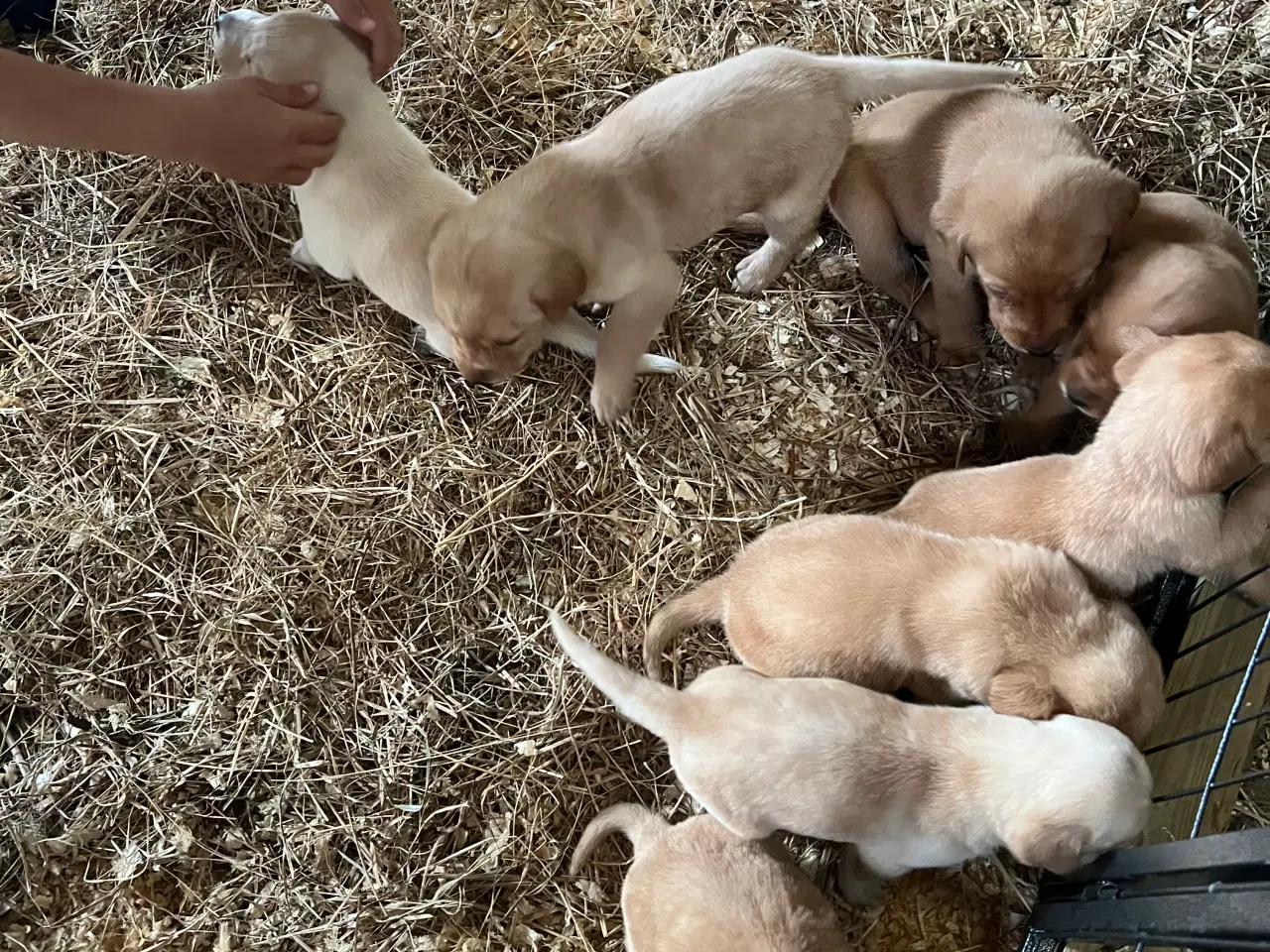 Billede 3 - Gule labrador hvalpe søger nyt hjem