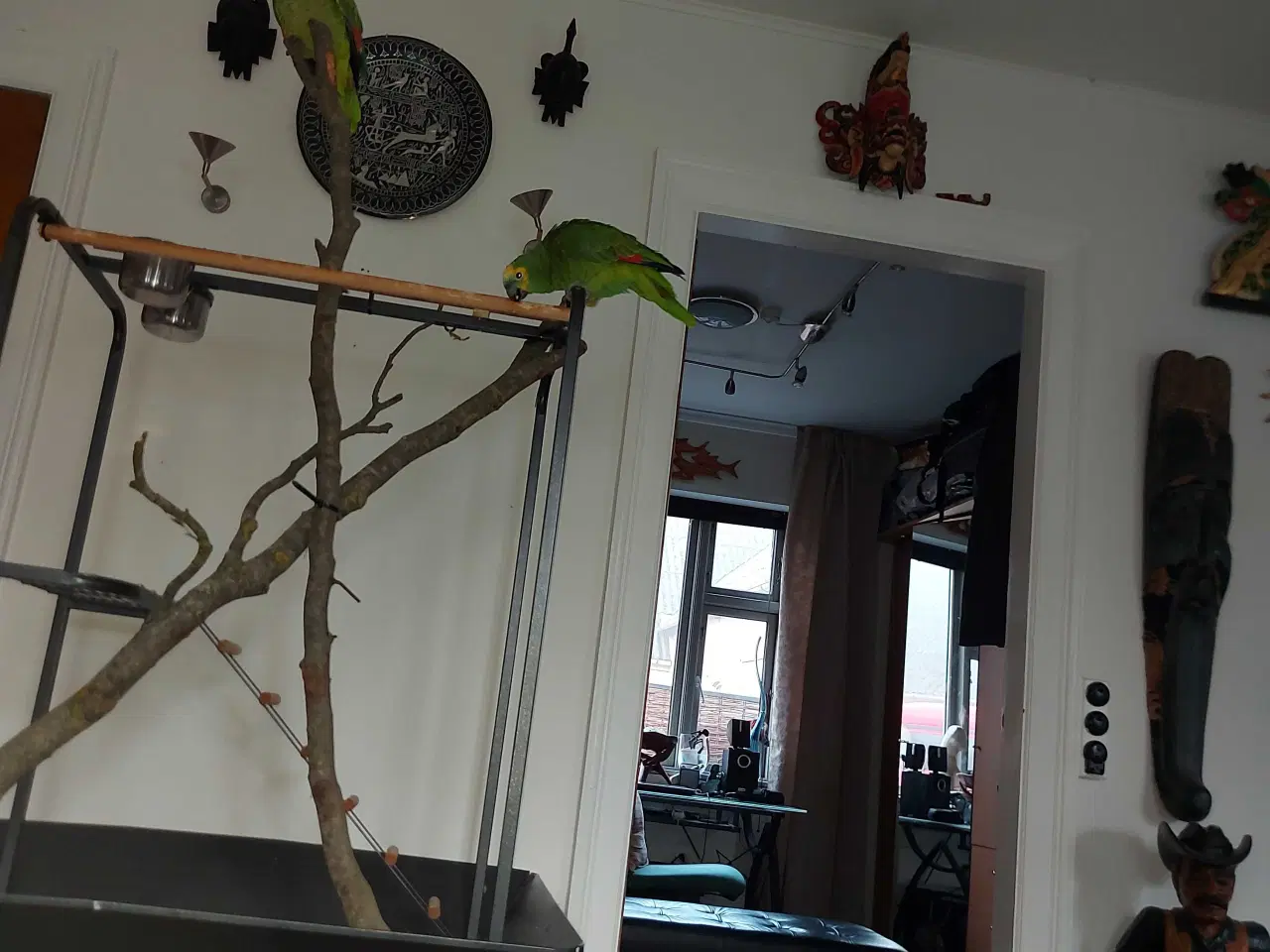 Billede 4 - Blåpandet amazone par 