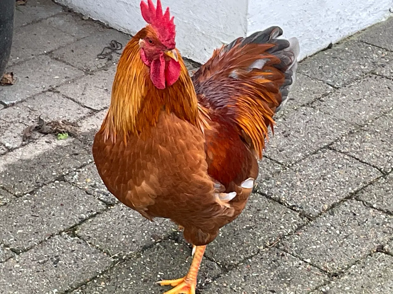 Billede 3 - Flotte haner - 8 mdr gamle