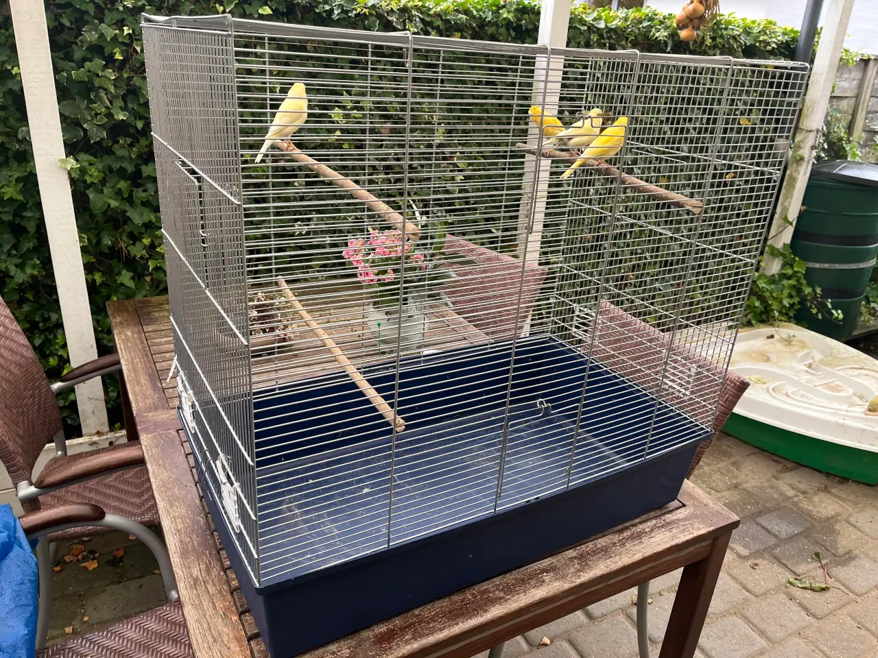 Billede 2 - Kanariefugle