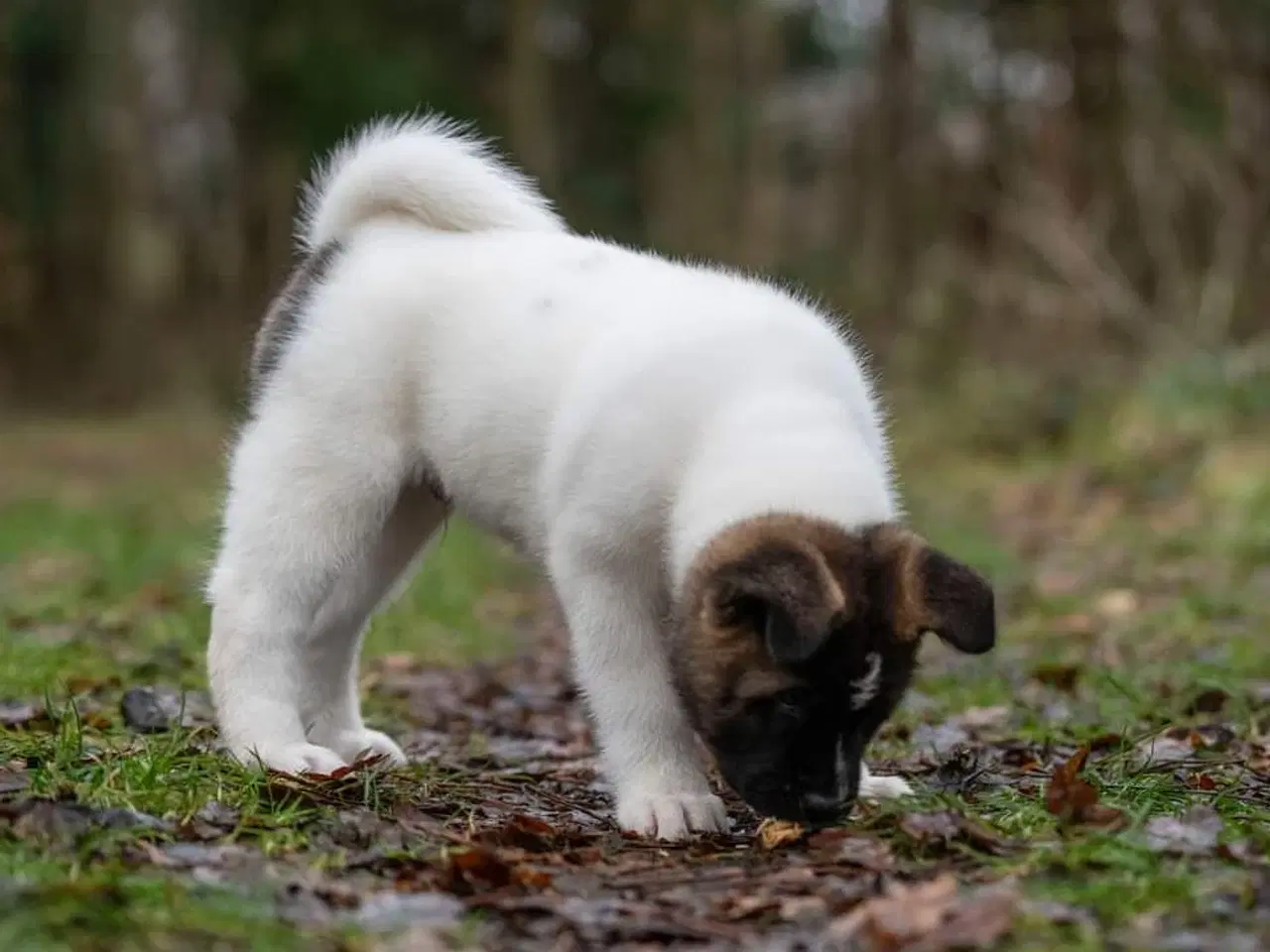 Billede 8 - American Akita hvalpe med DKK stambog