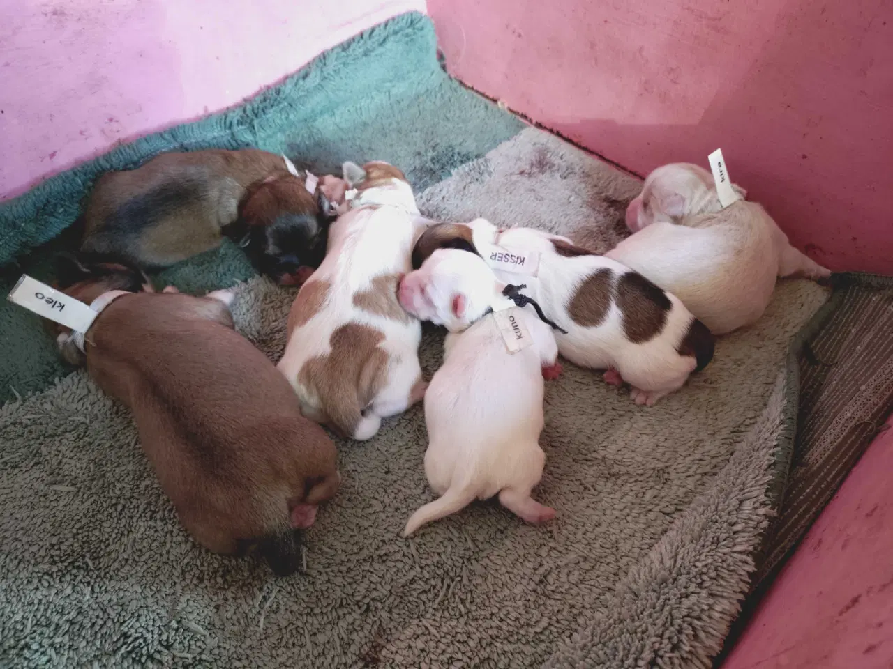 Billede 3 - Lhasa apso hvalpe med stambog 