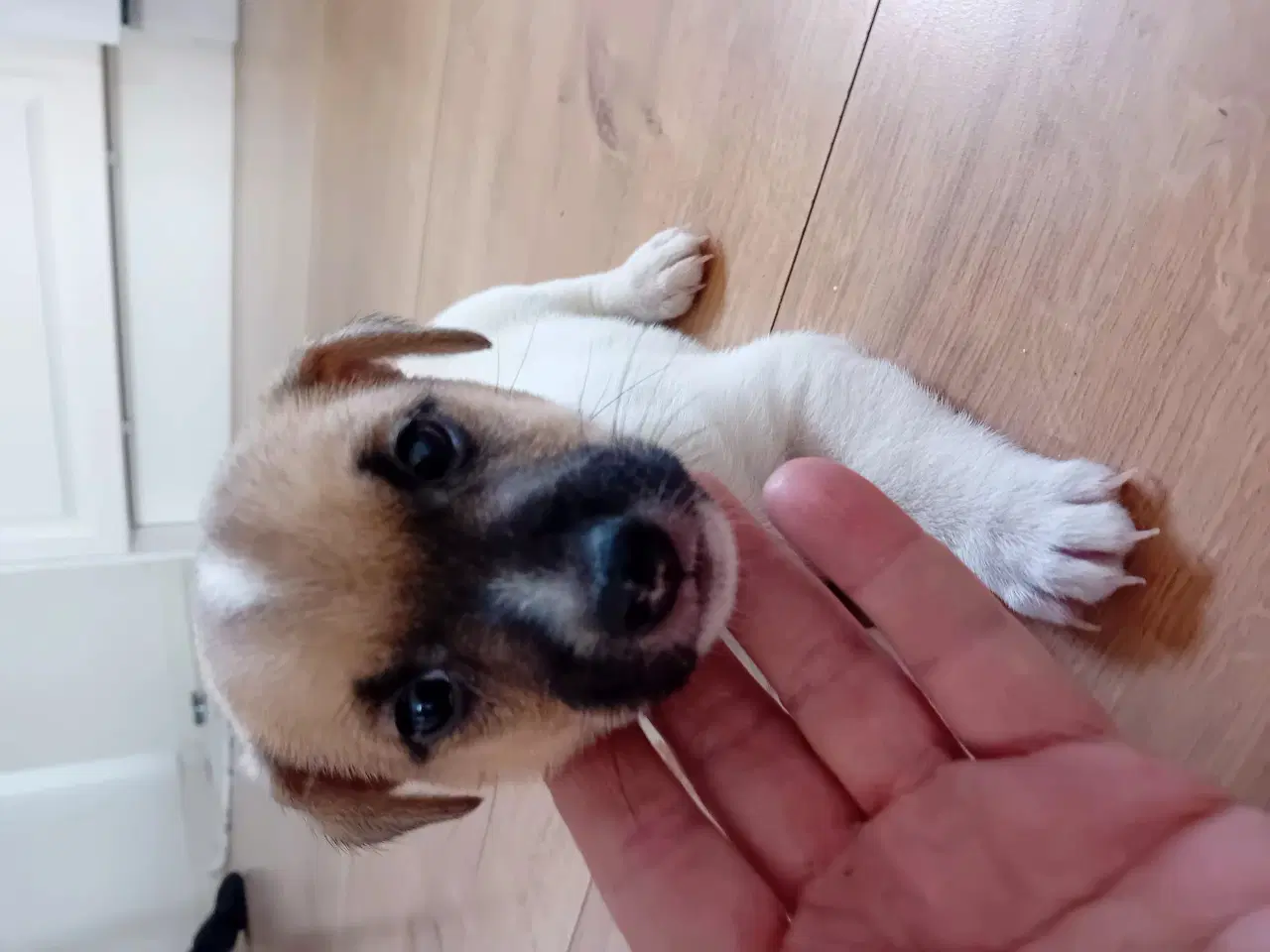 Billede 4 - Jack Russell terrier/Parson Russell terrier 