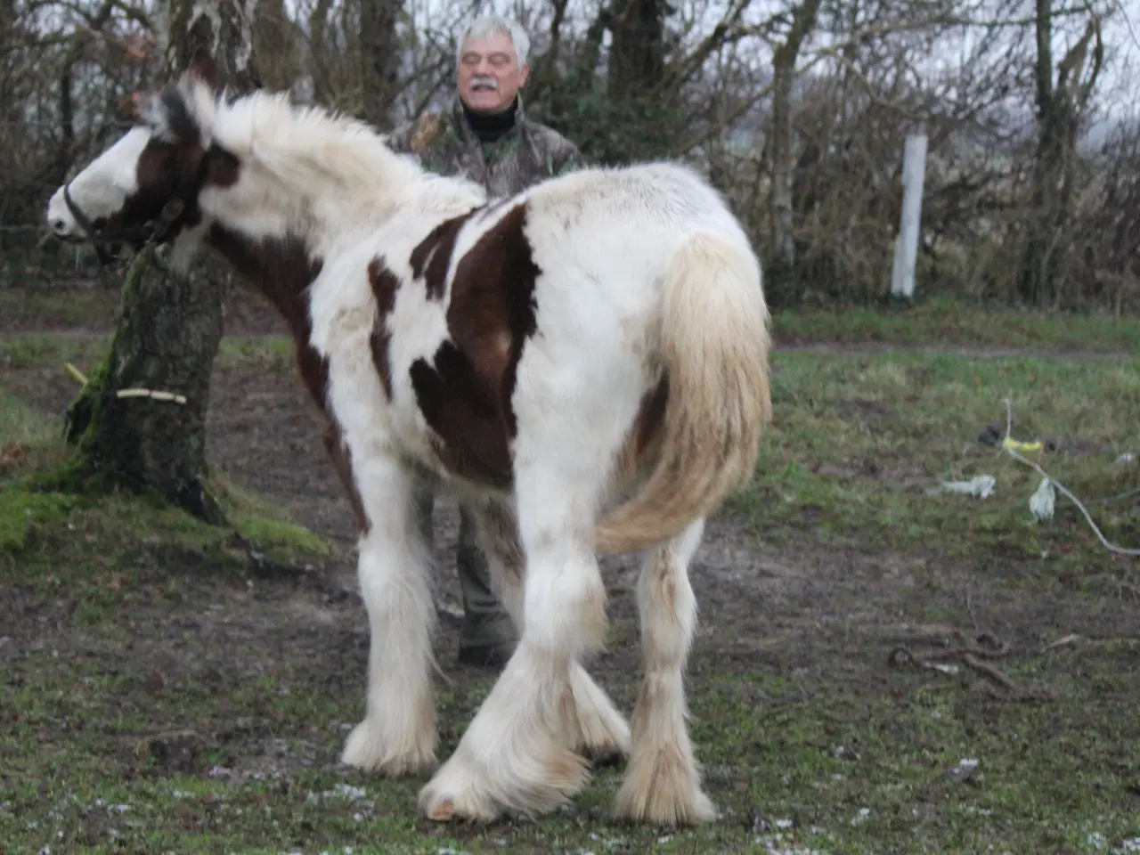 Billede 5 - Tinker /Irish cob hoppe føl