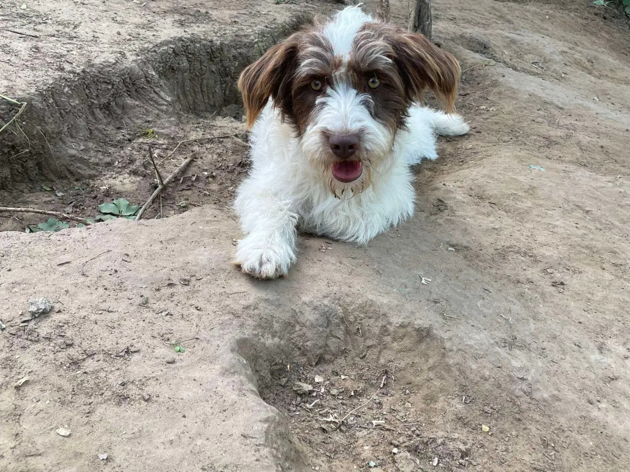 Billede 2 - Sødeste Frigge uldtot (Lagotto mix)