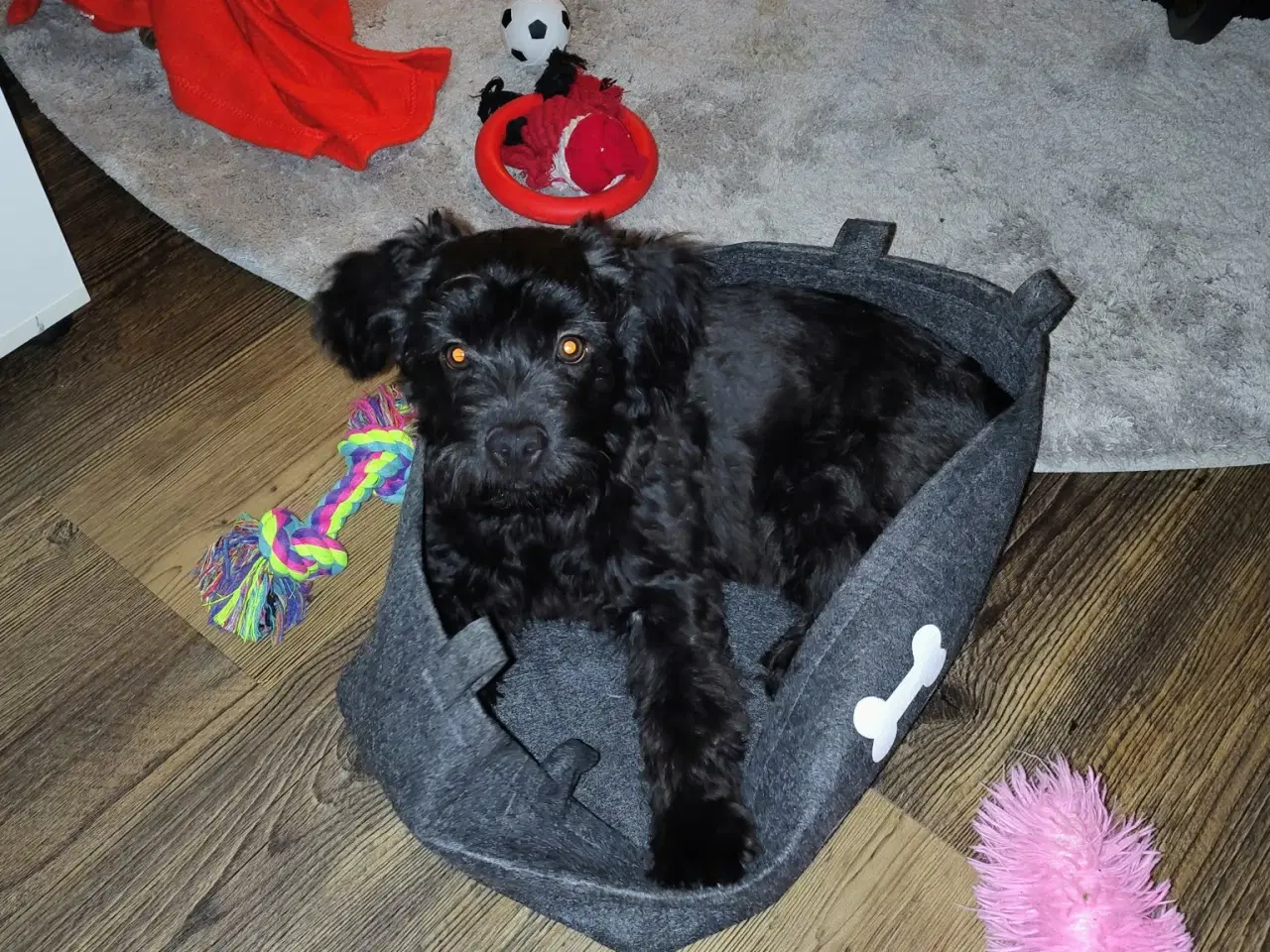 Billede 4 - Skønne Molly søger blivende hjem