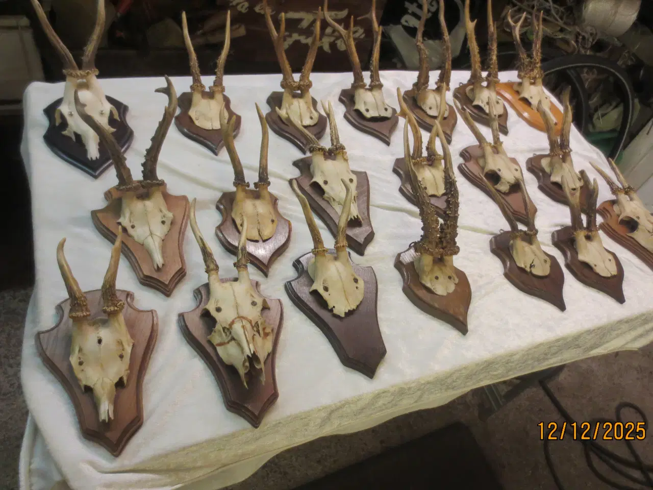 Billede 1 - 20 stk Gevir på Opsats