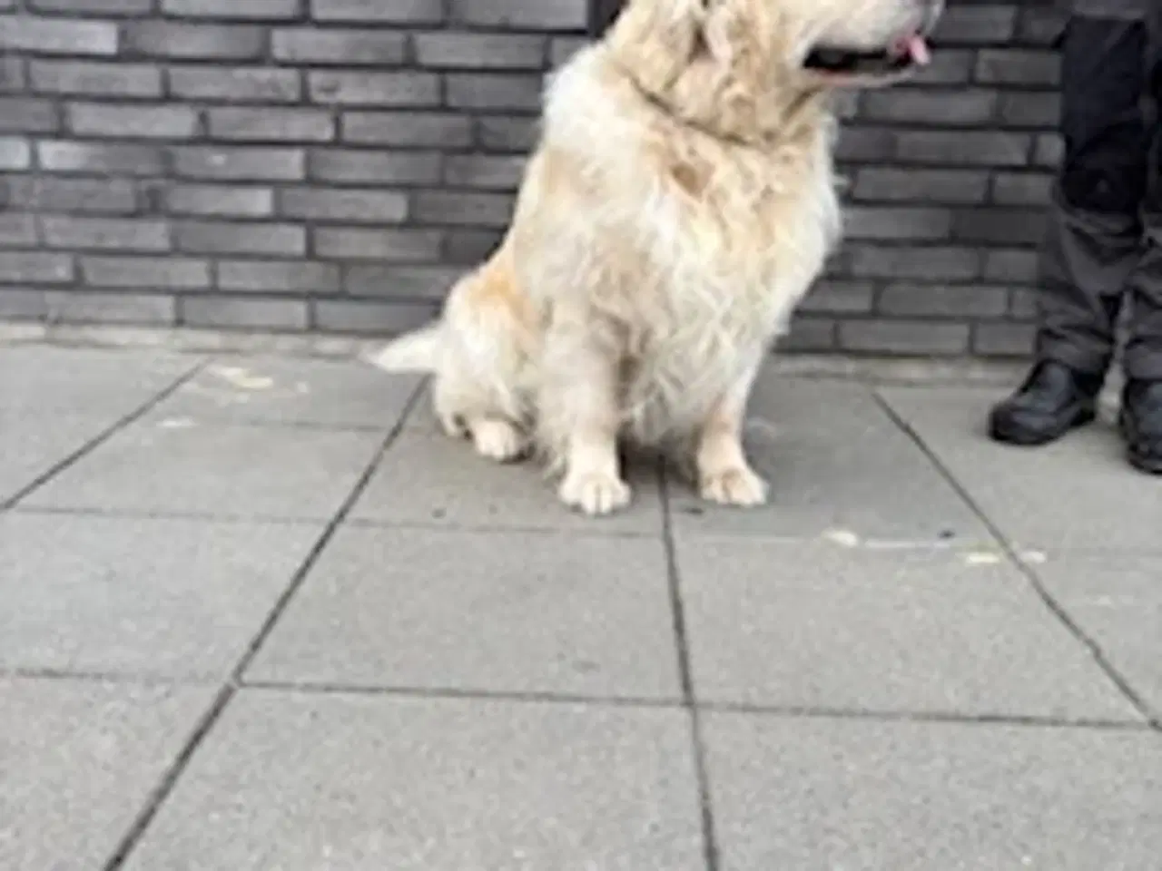 Billede 3 - Golden Retriever - Avlstjeneste