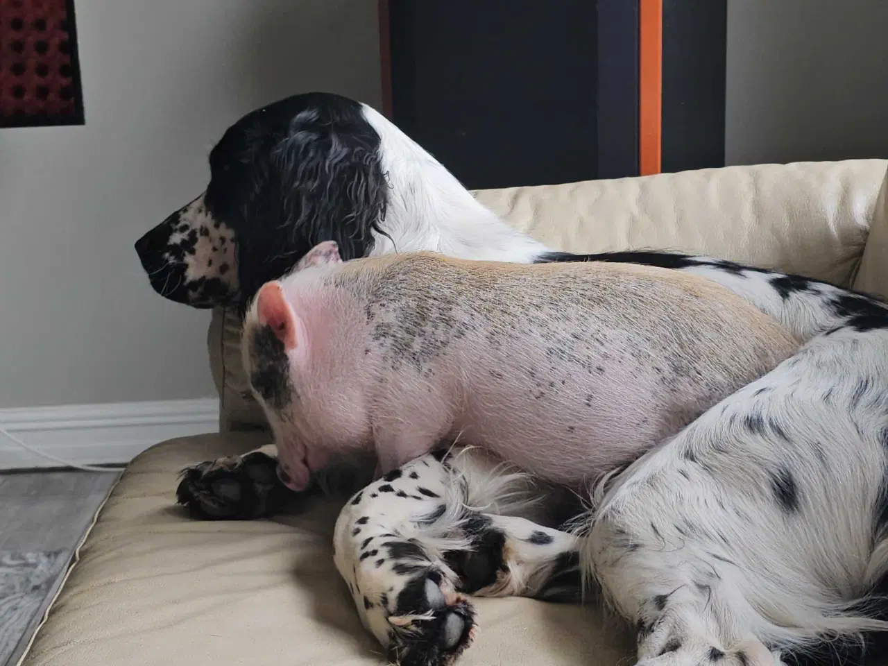 Billede 19 - 🐾 Lækre små vapser søger kærlige hjem 🐾