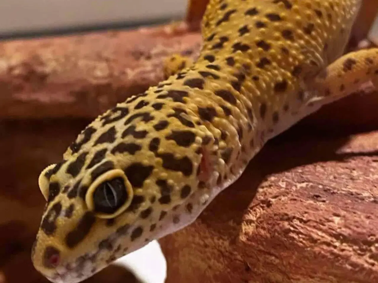 Billede 1 - Leopard Gekko Hun