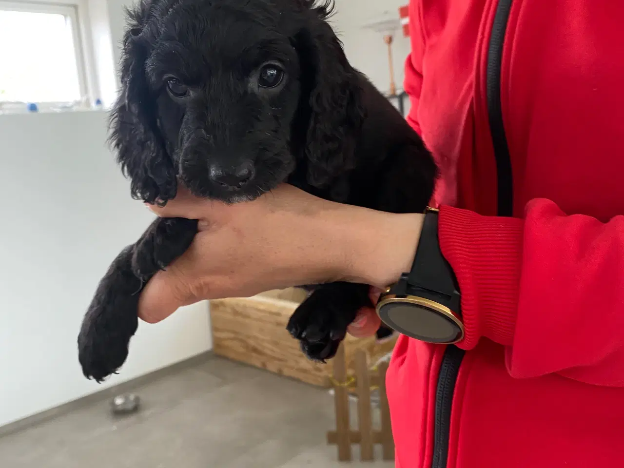 Billede 5 - Cockerpoo, cockerdoodle, cockapoo, doodle