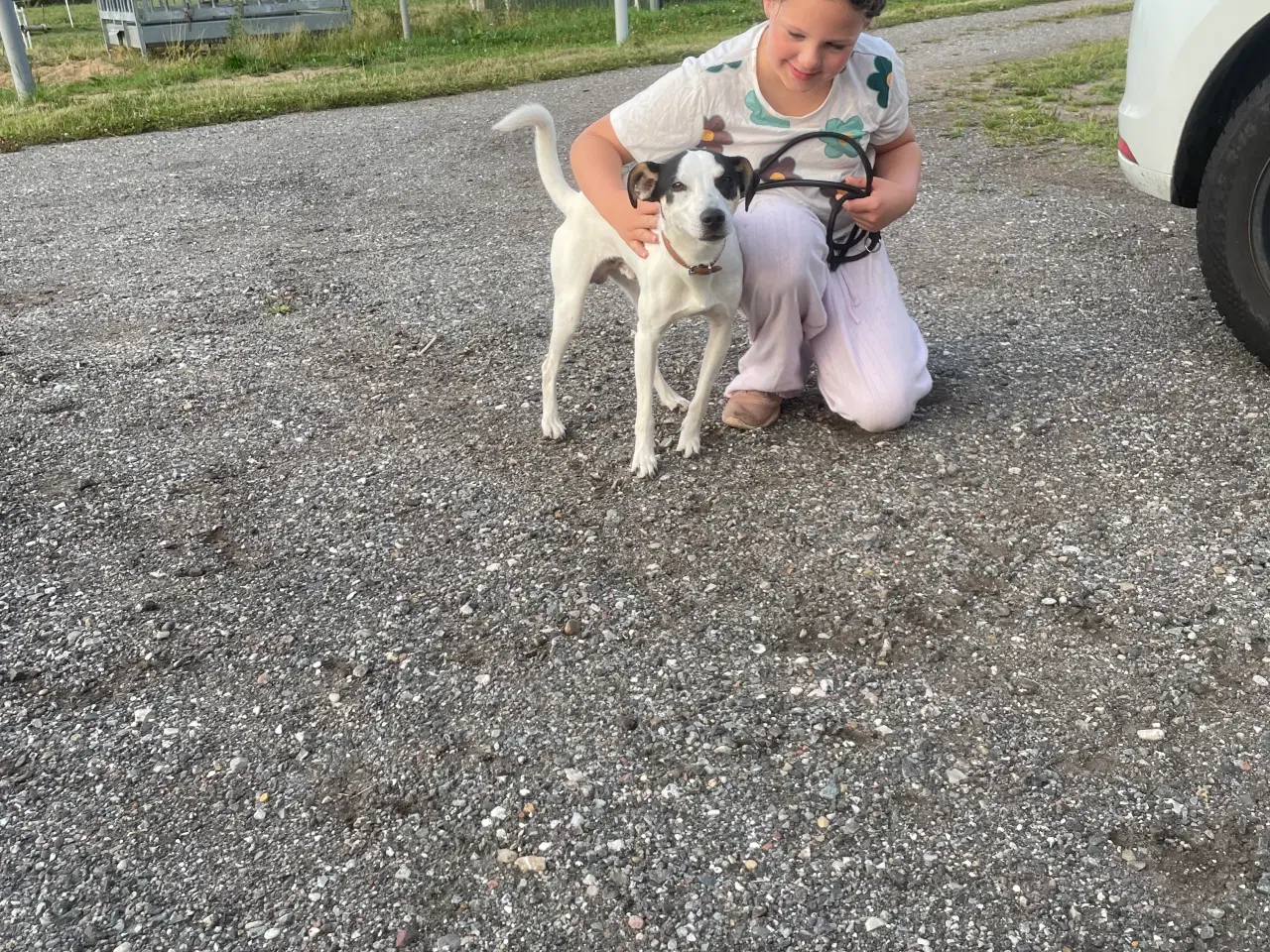 Billede 11 - Dansk svensk Gårdhund 