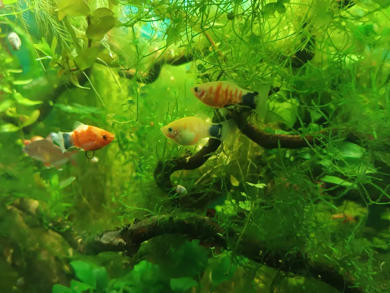 Billede 1 - Micky mouse platy