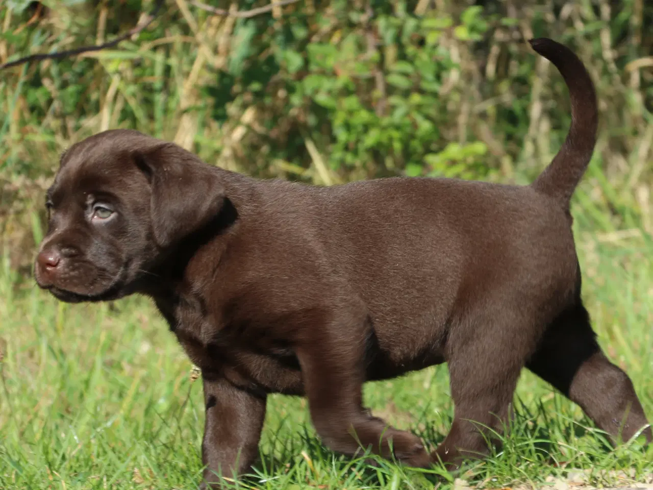Billede 5 - Labrador