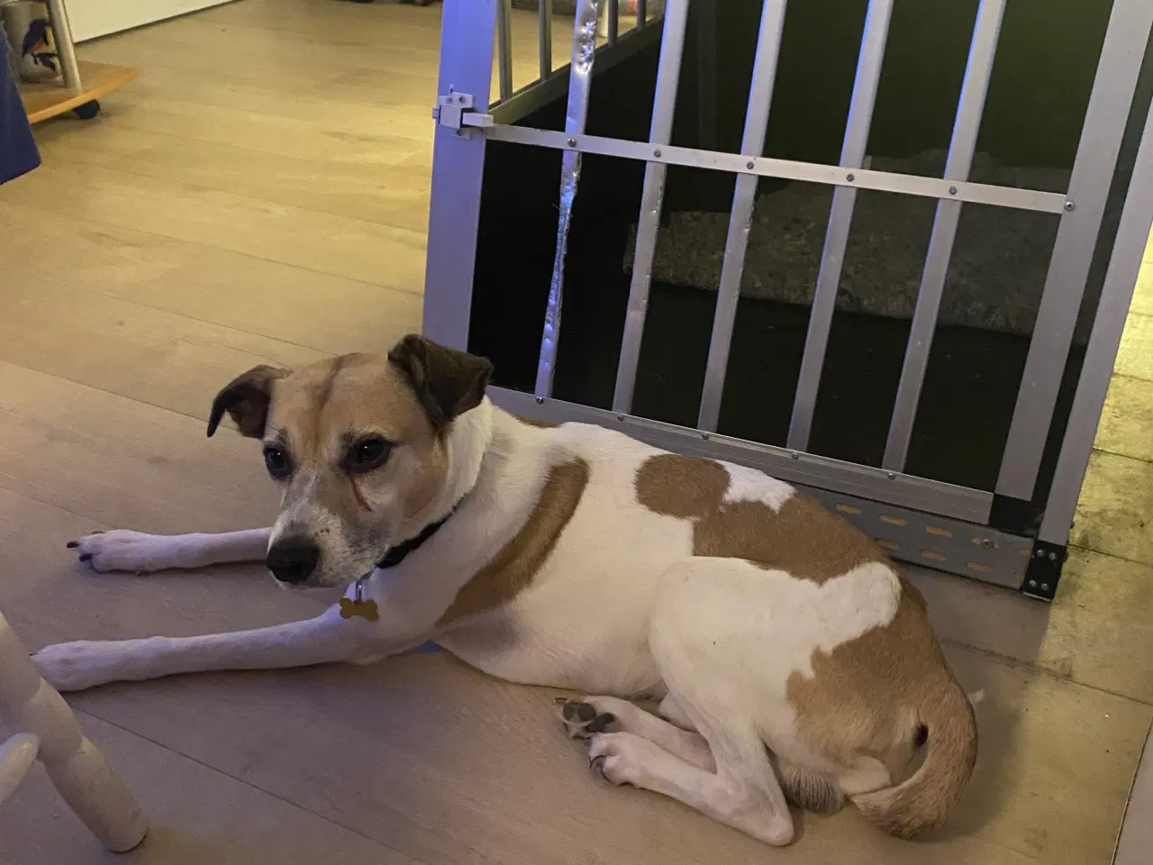 Billede 1 - Dansksvenskgårdhund