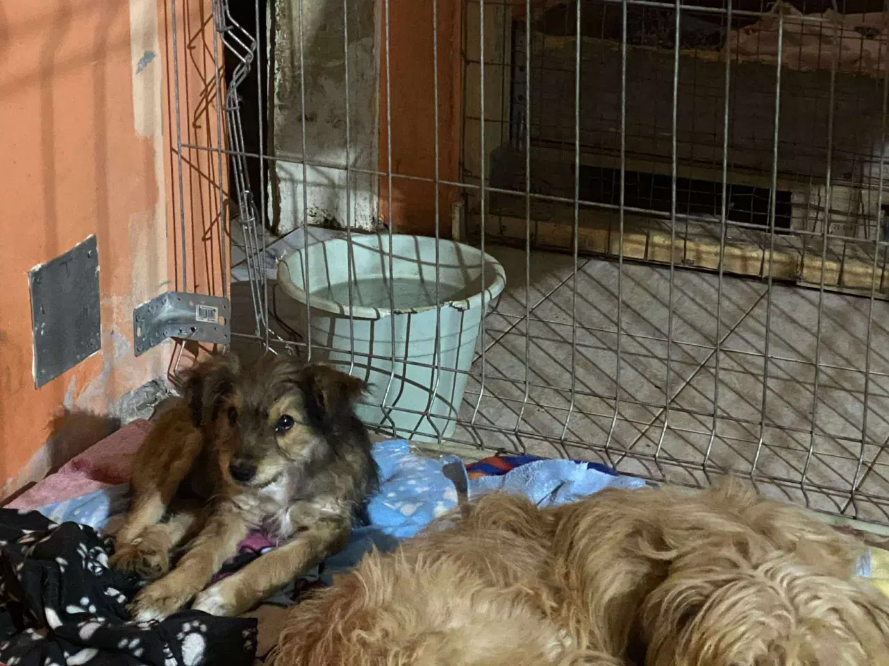 Billede 5 - Olsen søger sit 4 ever home