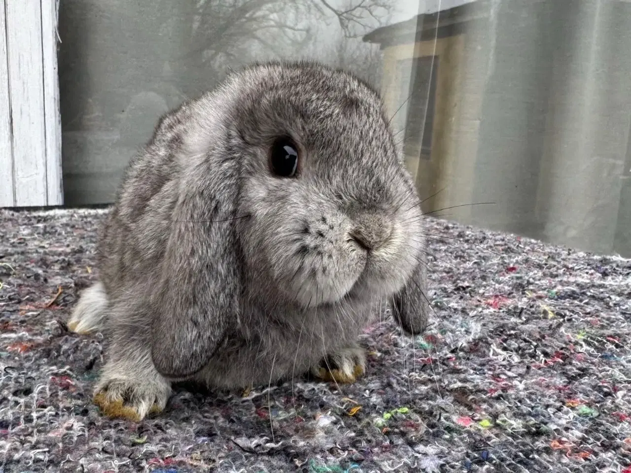 Billede 3 - Han Dværgvædder unger sælges - klar nu 