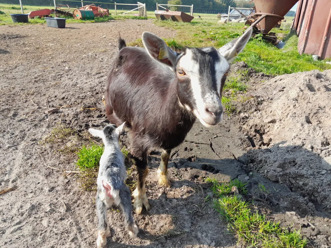 Billede 1 - 2 Dværggeder med kid. hornløs.