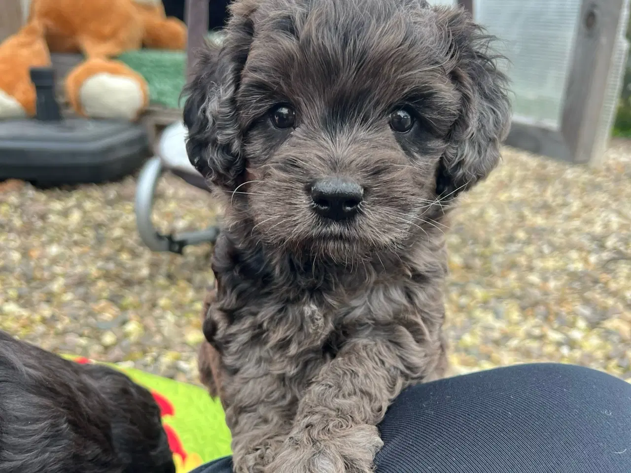 Billede 10 - Merlefarvet Cockapoo 