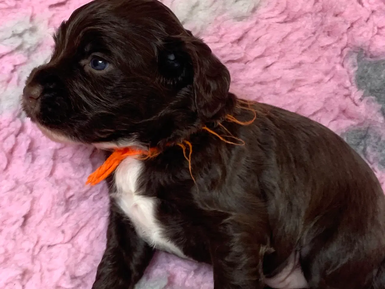Billede 8 - FT Cocker Spaniel hvalpe