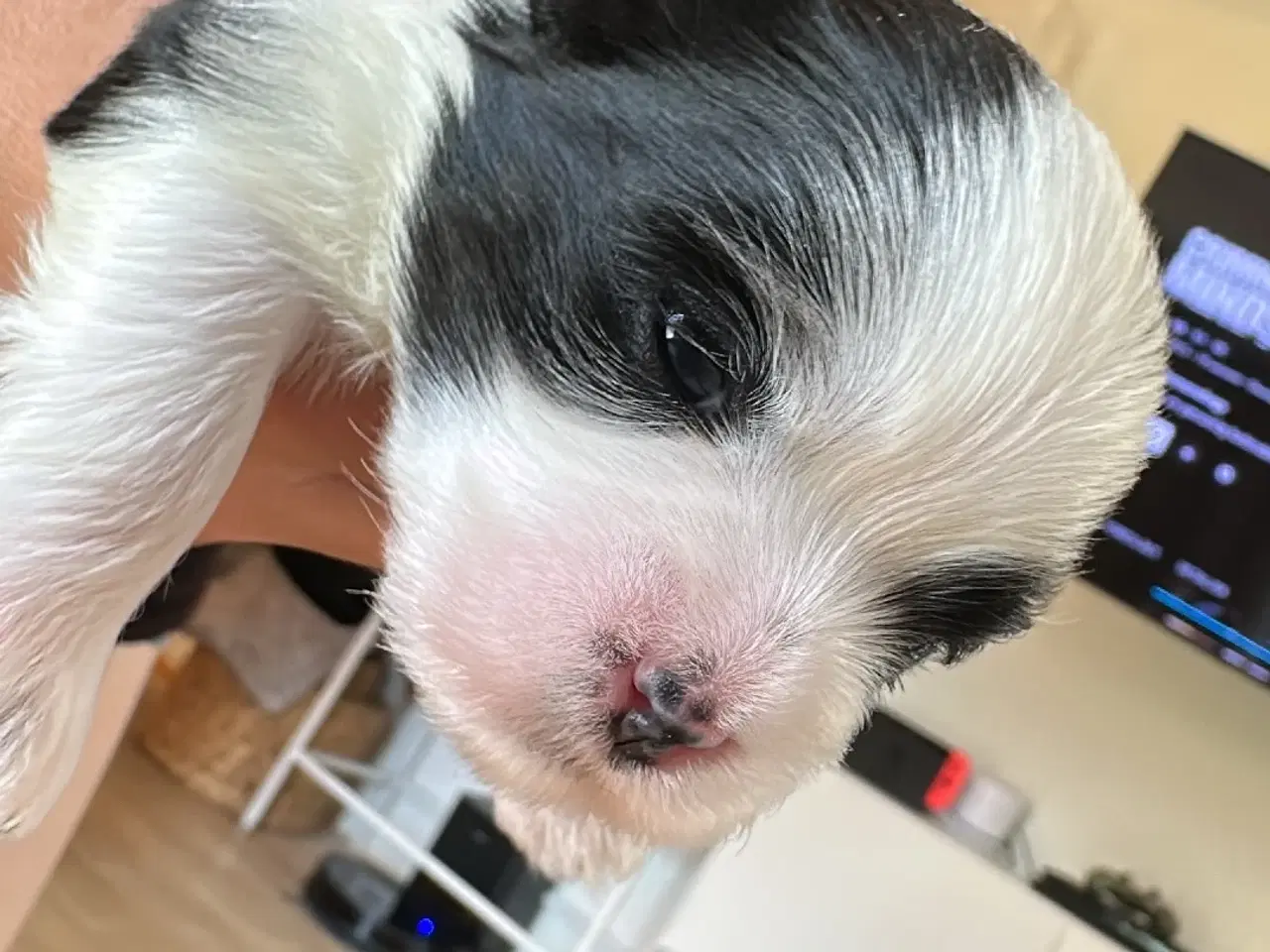 Billede 8 - Boomer hvalpe 