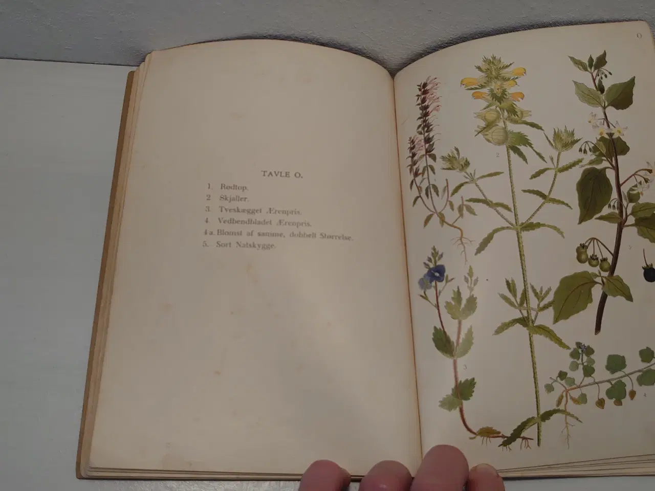 Billede 3 - J. E. Lange: Vilde Planter i Have,Paa Mark og Eng.