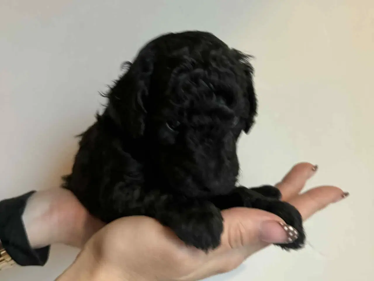 Billede 13 - Mellem puddel hvalpe