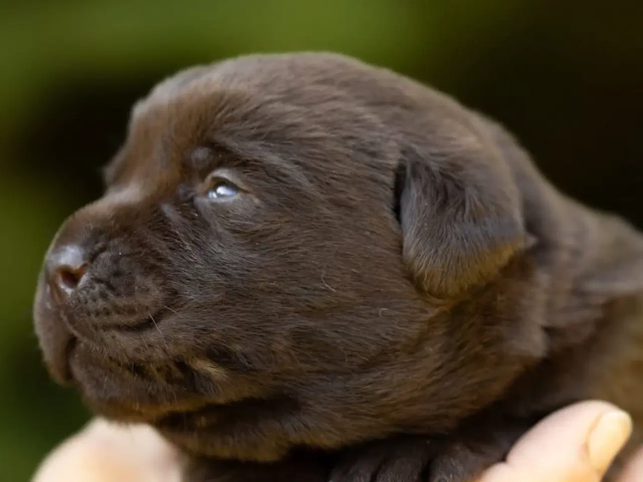Billede 2 - Labrador hvalp klar flytte til nye hjem 9/11