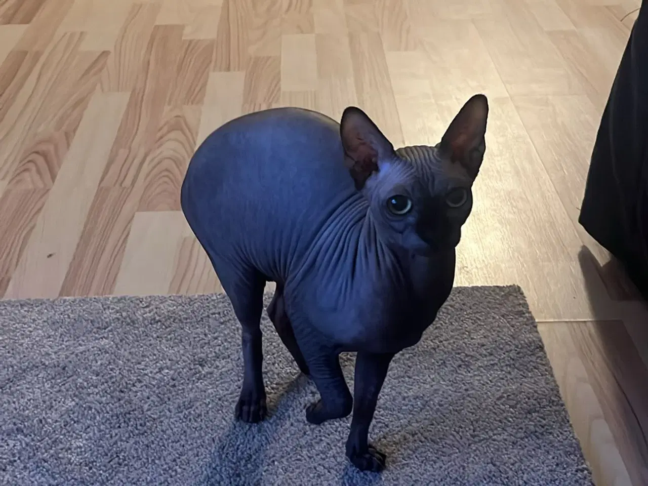 Billede 12 - Sphynx kat søger nyt hjem