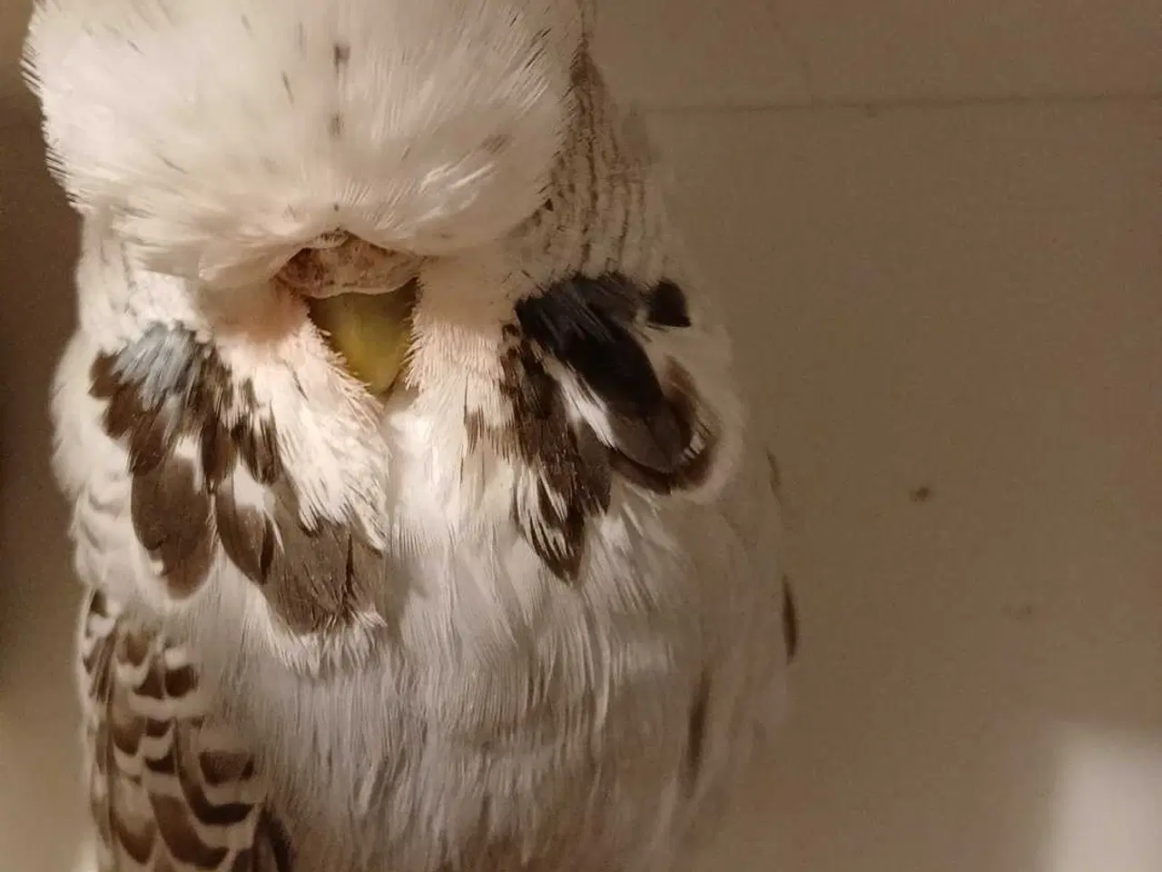 Billede 5 - 1 par Engelske undulater 