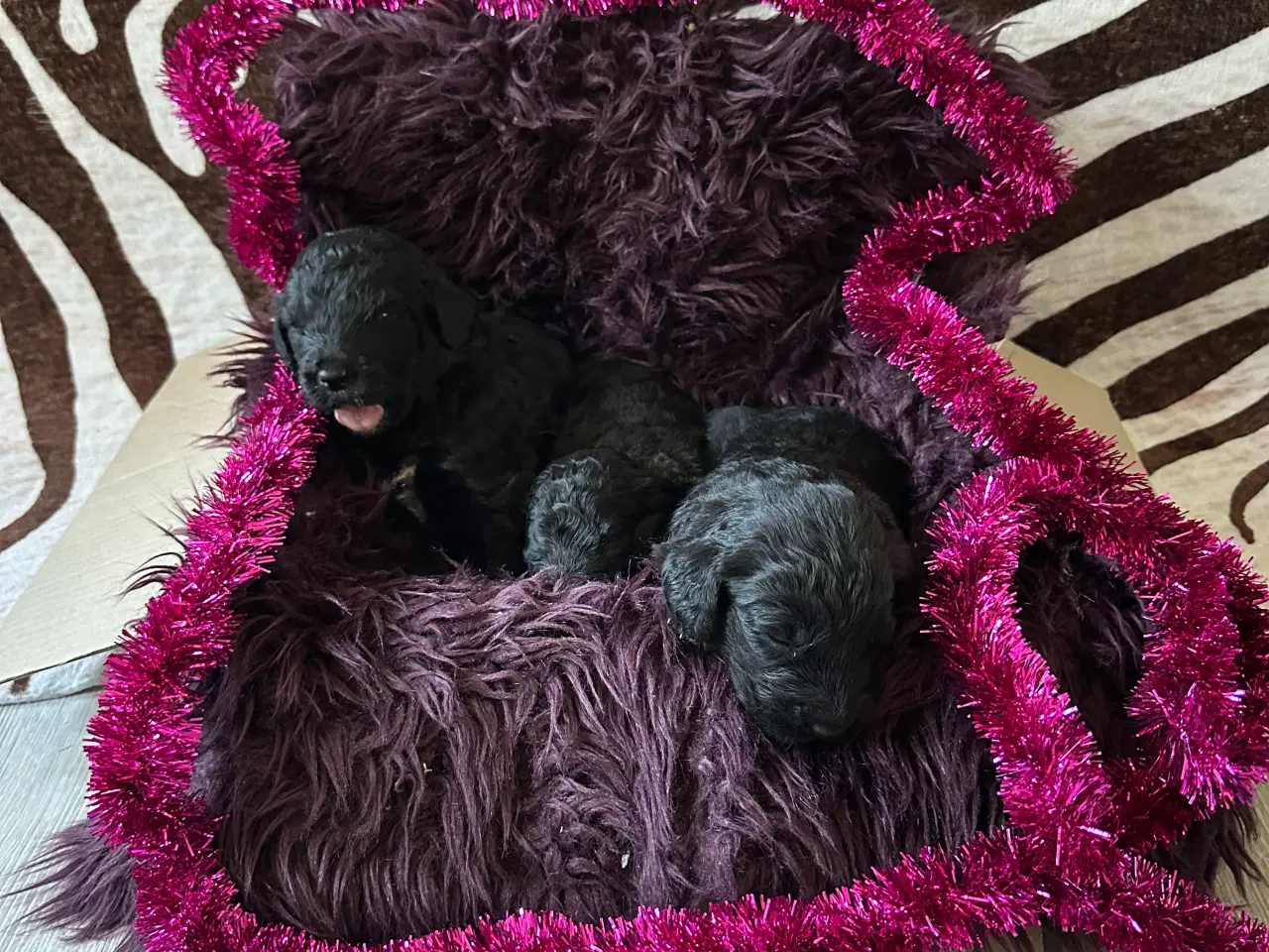 Billede 3 - Bernedoodles hvalpe