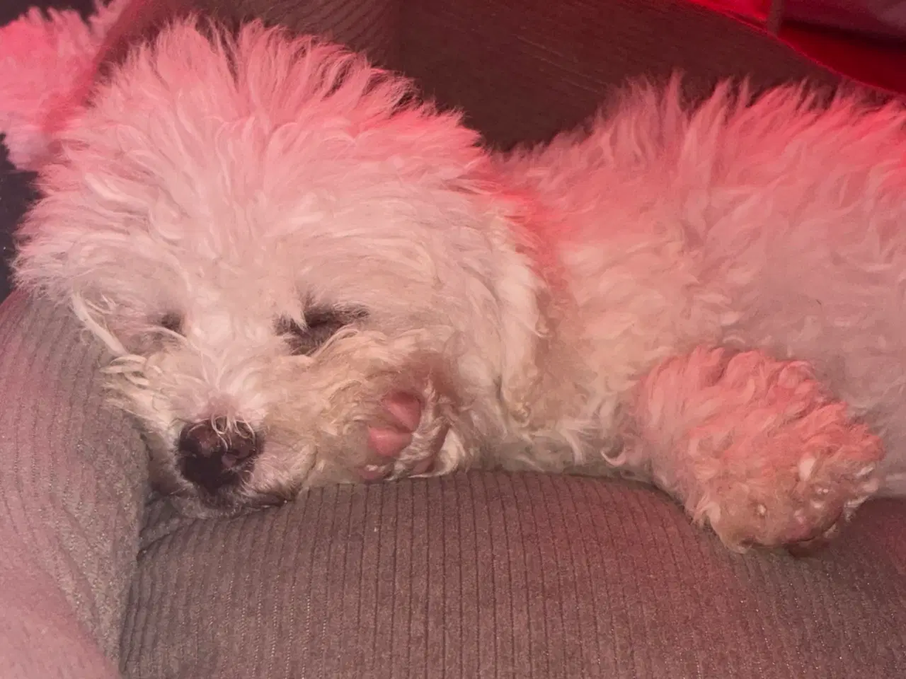 Billede 4 - Hvalp til salg🩵