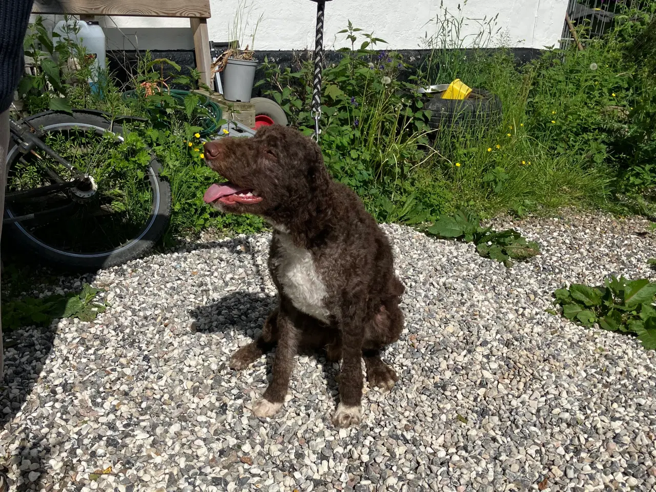 Billede 3 - Curly Coatted Retriever/ Lagotto Romagnolo 