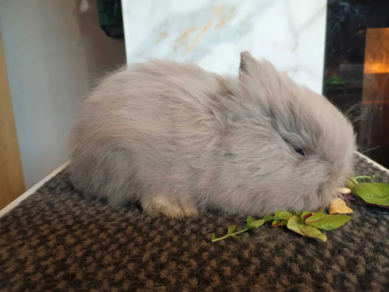 Billede 3 - Ren Racet Teddy (dværg angora kanin) dreng