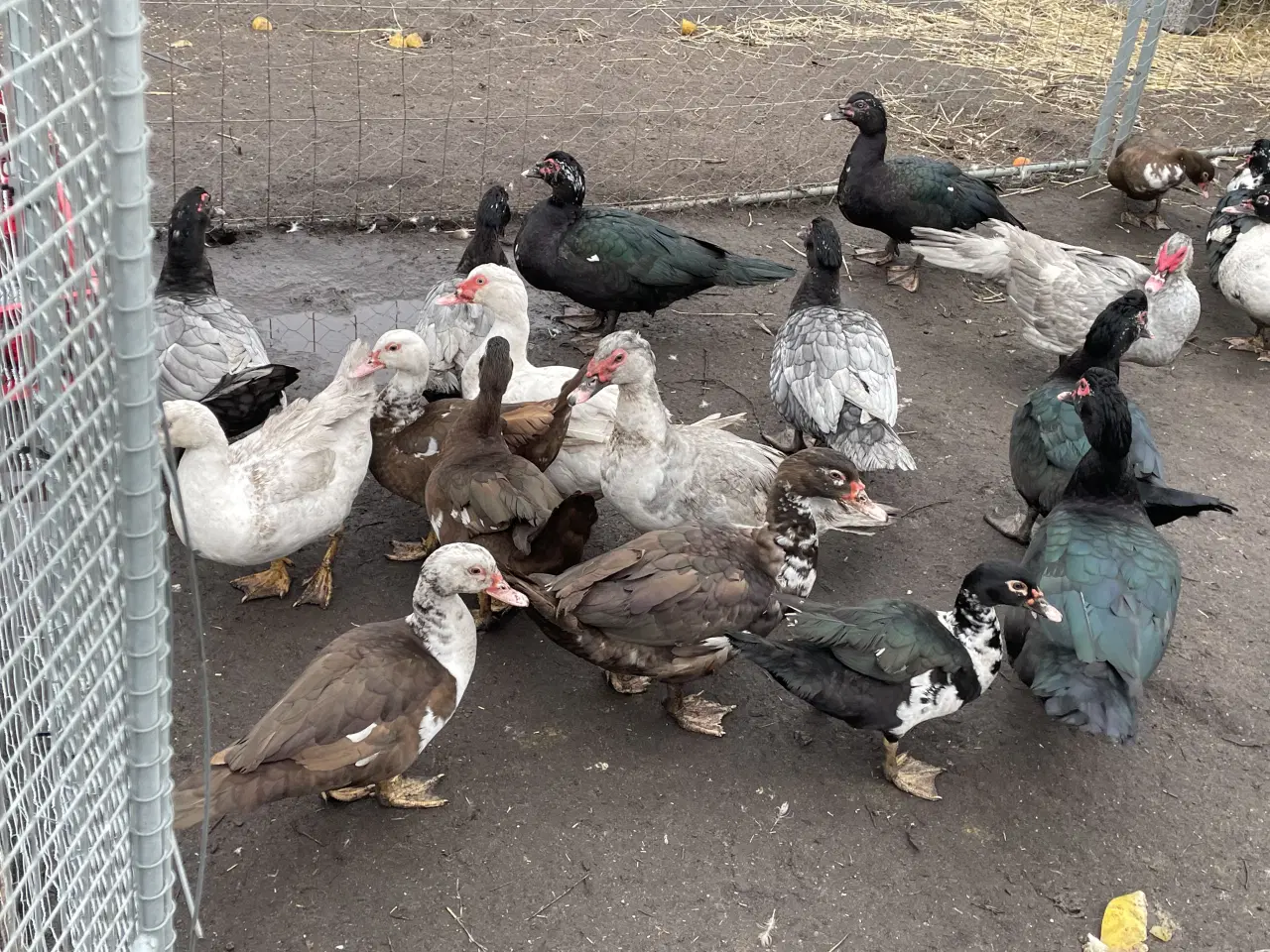 Billede 1 - Moskus ænder og andrikker